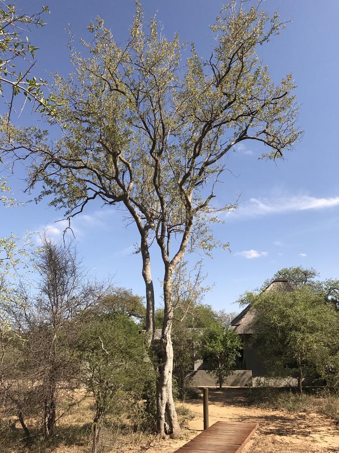 Leadwood Lodge Hoedspruit Kültér fotó