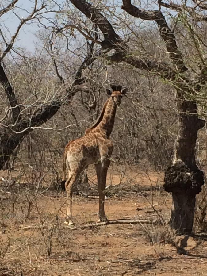 Leadwood Lodge Hoedspruit Kültér fotó